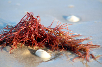 What Is Carrageenan in Skin Care? Uses, Benefits & Side Effects What Is Carrageenan in Skin Care? Uses, Benefits & Side Effects