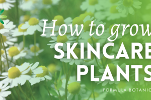 Why Chamomile Is a Natural Skincare Powerhouse for Every Skin Type
