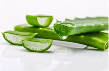 Aloe Vera in Skincare: Nature’s Soothing and Healing Ingredient